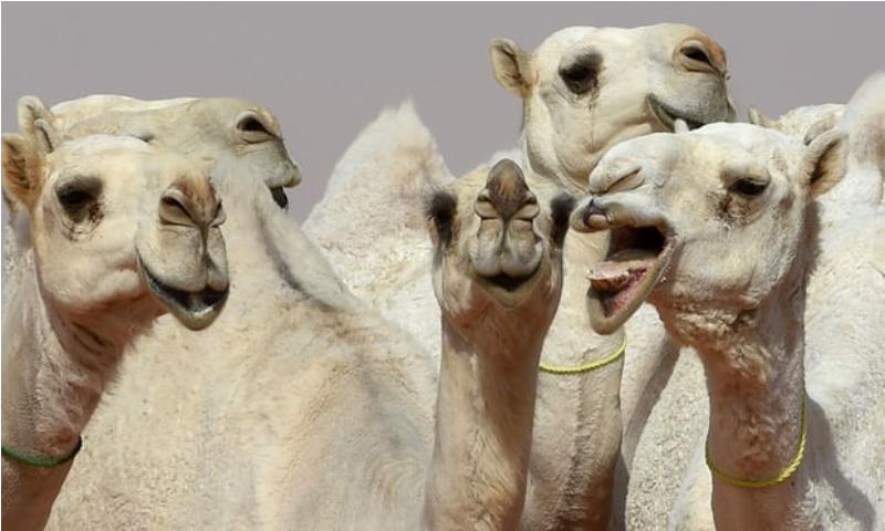 Skandal në “Miss Deve 2026”: Kapen me buzë të fryra dhe botox në qerpikë, 20 deve përfundojnë në “klinika estetike”